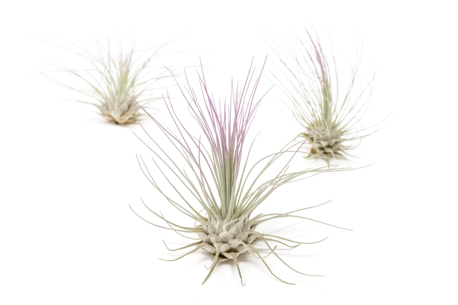 Lavender Enhanced Tillandsia Air Plants - Colorful Air Plants - Image 13