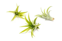Bright Green Enhanced Tillandsia Air Plants - Colorful Air Plants 37 Bright Green Enhanced Tillandsia Air Plants - Colorful Air Plants -Air Plant Supply Store Enhanced Colored Tillandsia Air Plant Brachycaulos Abdita Bright Green 1 scaled