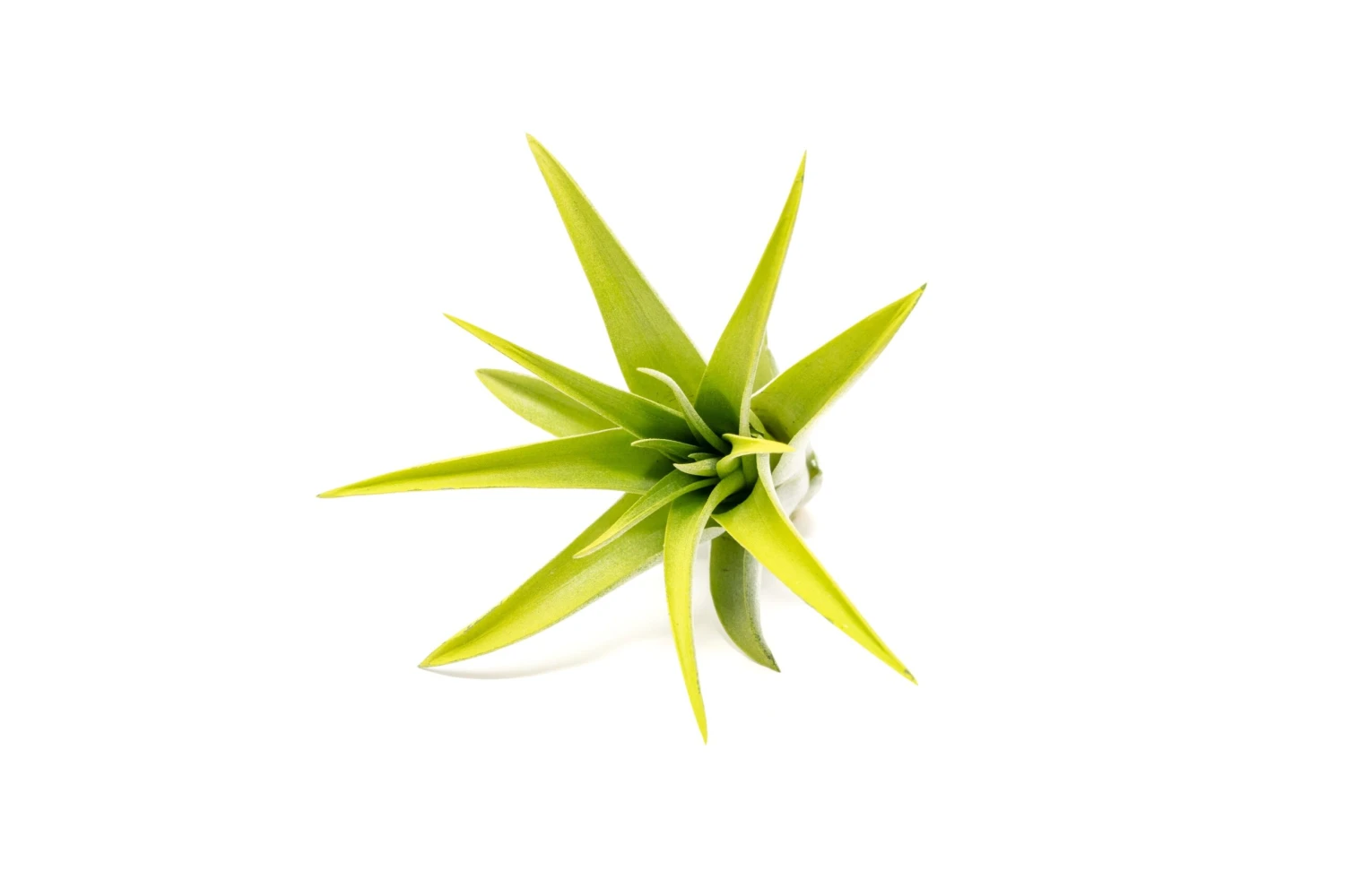 Bright Green Enhanced Tillandsia Air Plants - Colorful Air Plants 17 Bright Green Enhanced Tillandsia Air Plants - Colorful Air Plants - Image 17