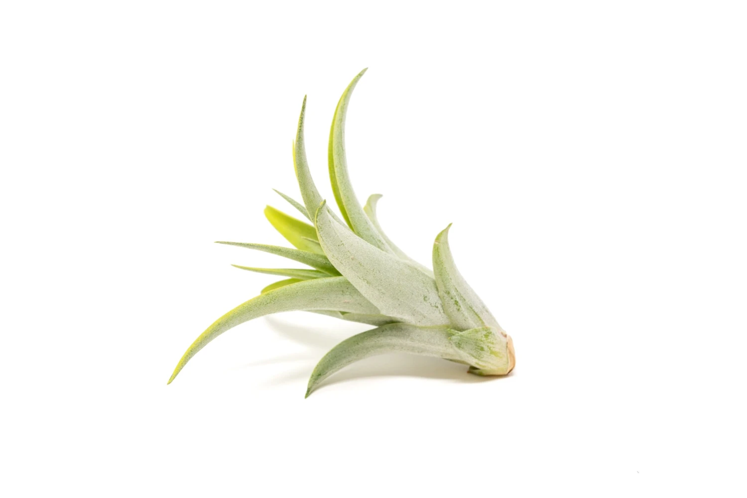 Bright Green Enhanced Tillandsia Air Plants - Colorful Air Plants 18 Bright Green Enhanced Tillandsia Air Plants - Colorful Air Plants - Image 18
