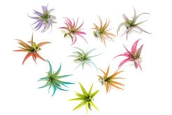 The Pride Collection Of Color Enhanced Tillandsia Air Plants