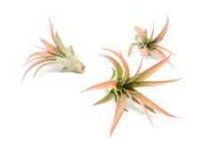 Coral Enhanced Tillandsia Air Plants - Colorful Air Plants -Air Plant Supply Store Enhanced Colored Tillandsia Air Plant Brachycaulos Abdita Coral 1