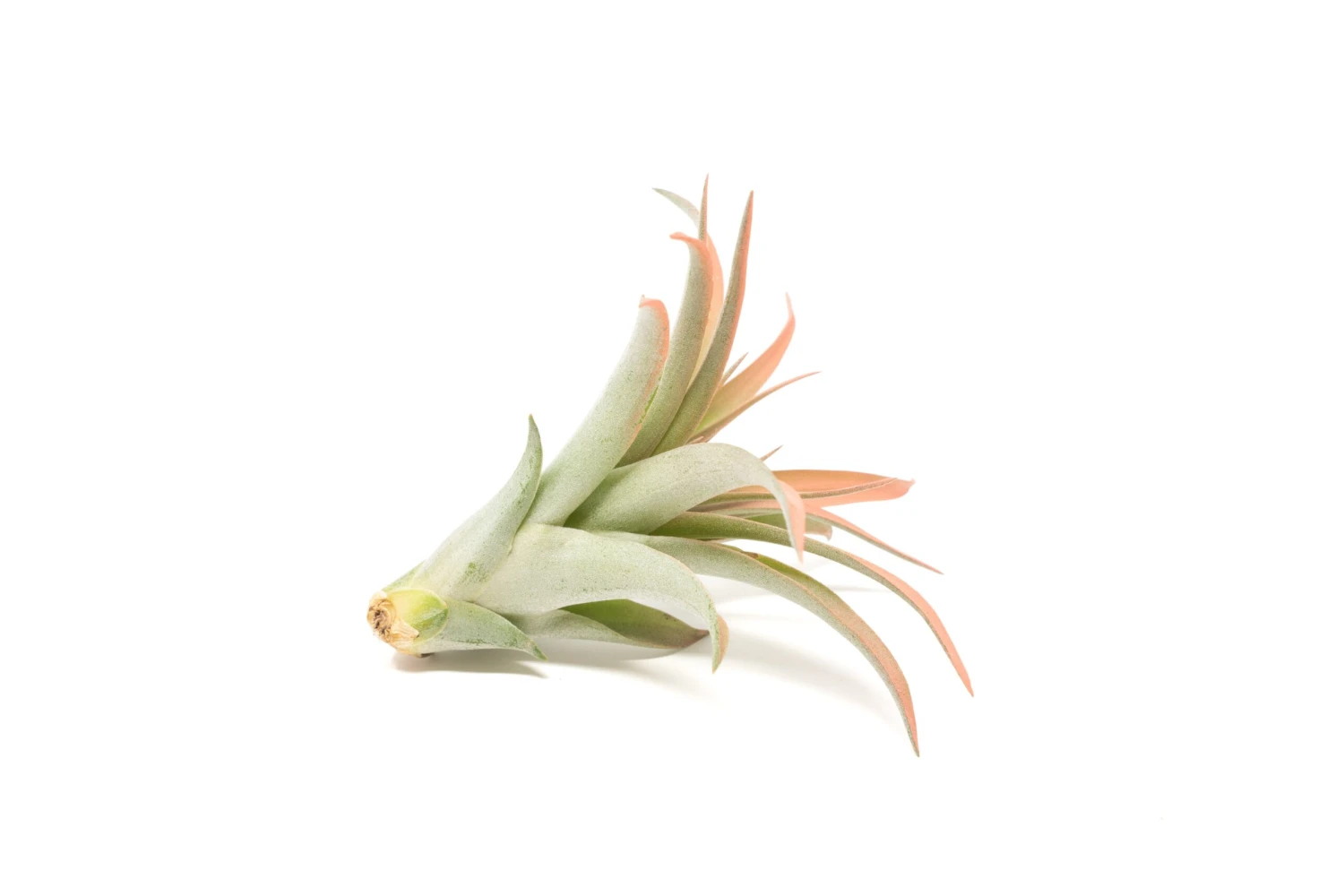 Color Enhanced - Tillandsia Abdita Brachycaulos Air Plants - Image 9