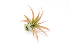 Coral Enhanced Tillandsia Air Plants - Colorful Air Plants -Air Plant Supply Store Enhanced Colored Tillandsia Air Plant Brachycaulos Abdita Coral 3 1