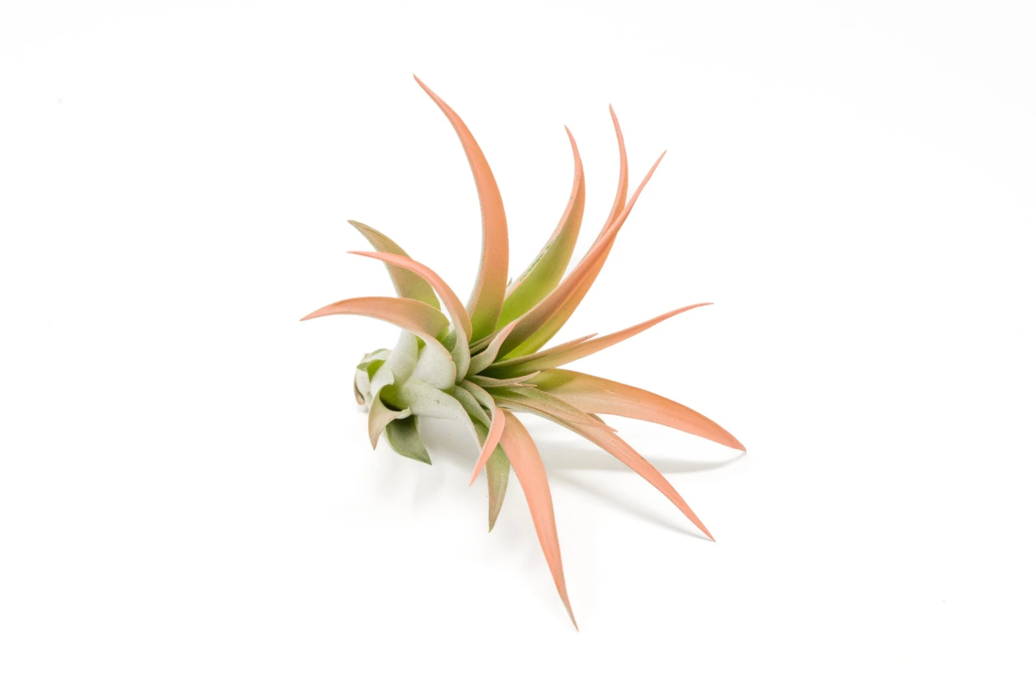 Coral Enhanced Tillandsia Air Plants - Colorful Air Plants - Image 10