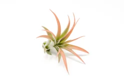 Color Enhanced - Tillandsia Abdita Brachycaulos Air Plants -Air Plant Supply Store Enhanced Colored Tillandsia Air Plant Brachycaulos Abdita Coral 3 scaled