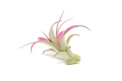 Color Enhanced - Tillandsia Abdita Brachycaulos Air Plants -Air Plant Supply Store Enhanced Colored Tillandsia Air Plant Brachycaulos Abdita Fuchsia 2 1 scaled