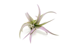 Lavender Enhanced Tillandsia Air Plants - Colorful Air Plants -Air Plant Supply Store Enhanced Colored Tillandsia Air Plant Brachycaulos Abdita Lavender 2 1 scaled