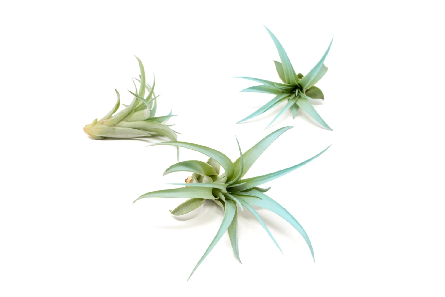 Light Blue Enhanced Tillandsia Air Plants - Colorful Air Plants - Image 19