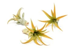 Orange Enhanced Tillandsia Air Plants - Colorful Air Plants -Air Plant Supply Store Enhanced Colored Tillandsia Air Plant Brachycaulos Abdita Orange 1 1