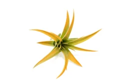 Orange Enhanced Tillandsia Air Plants - Colorful Air Plants 35 Orange Enhanced Tillandsia Air Plants - Colorful Air Plants -Air Plant Supply Store Enhanced Colored Tillandsia Air Plant Brachycaulos Abdita Orange 2 1 scaled