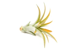 Orange Enhanced Tillandsia Air Plants - Colorful Air Plants 36 Orange Enhanced Tillandsia Air Plants - Colorful Air Plants -Air Plant Supply Store Enhanced Colored Tillandsia Air Plant Brachycaulos Abdita Orange 3 1 scaled