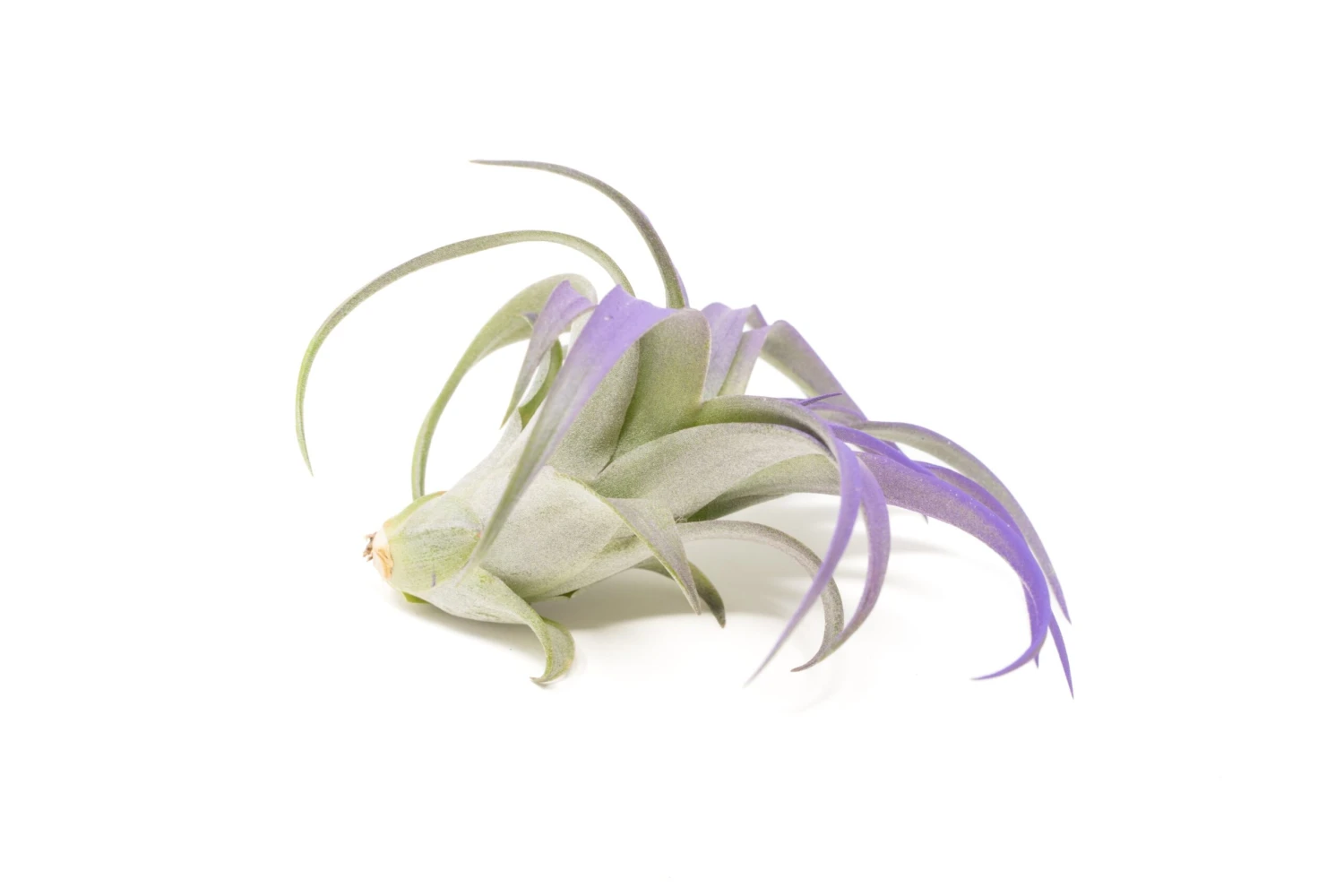 Color Enhanced - Tillandsia Abdita Brachycaulos Air Plants - Image 4