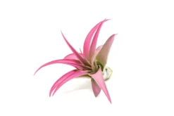 Raspberry Pink Enhanced Tillandsia Air Plants - Colorful Air Plants -Air Plant Supply Store Enhanced Colored Tillandsia Air Plant Brachycaulos Abdita Raspberry Pink 2 1 scaled