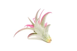 Raspberry Pink Enhanced Tillandsia Air Plants - Colorful Air Plants -Air Plant Supply Store Enhanced Colored Tillandsia Air Plant Brachycaulos Abdita Raspberry Pink 3 1 scaled