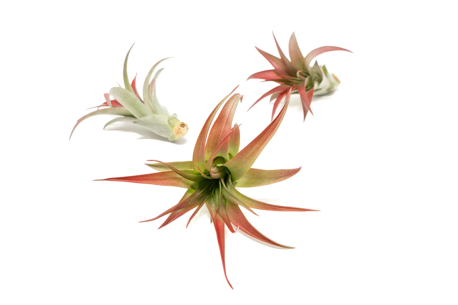 Red Enhanced Tillandsia Air Plants - Colorful Air Plants - Image 18