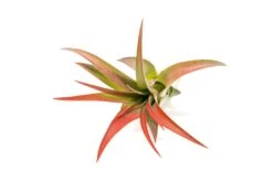 Red Enhanced Tillandsia Air Plants - Colorful Air Plants -Air Plant Supply Store Enhanced Colored Tillandsia Air Plant Brachycaulos Abdita Red 2 1