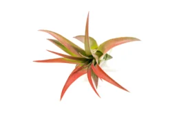 Red Enhanced Tillandsia Air Plants - Colorful Air Plants -Air Plant Supply Store Enhanced Colored Tillandsia Air Plant Brachycaulos Abdita Red 2 1 scaled