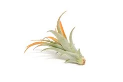 Tangerine Enhanced Tillandsia Air Plants - Colorful Air Plants -Air Plant Supply Store Enhanced Colored Tillandsia Air Plant Brachycaulos Abdita Tangerine 2 1