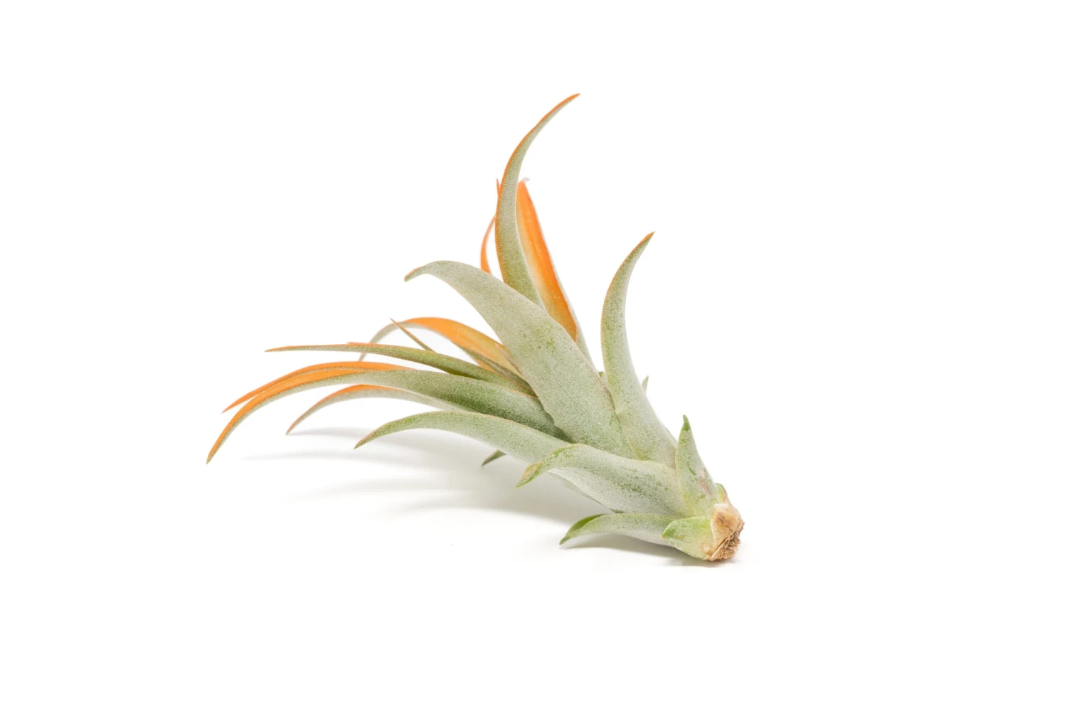 Tangerine Enhanced Tillandsia Air Plants - Colorful Air Plants - Image 17