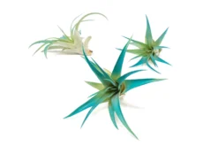 Teal Blue Enhanced Tillandsia Air Plants - Colorful Air Plants -Air Plant Supply Store Enhanced Colored Tillandsia Air Plant Brachycaulos Abdita Teal Blue 1 scaled