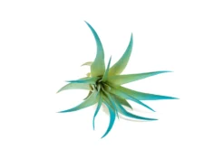 Teal Blue Enhanced Tillandsia Air Plants - Colorful Air Plants -Air Plant Supply Store Enhanced Colored Tillandsia Air Plant Brachycaulos Abdita Teal Blue 2 1 scaled