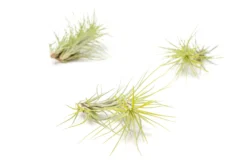 Bright Green Enhanced Tillandsia Air Plants - Colorful Air Plants 32 Bright Green Enhanced Tillandsia Air Plants - Colorful Air Plants -Air Plant Supply Store Enhanced Colored Tillandsia Air Plant Funckiana Bright Green 1 scaled