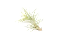 Color Enhanced - Tillandsia Funckiana Air Plants -Air Plant Supply Store Enhanced Colored Tillandsia Air Plant Funckiana Bright Green 2 1 scaled