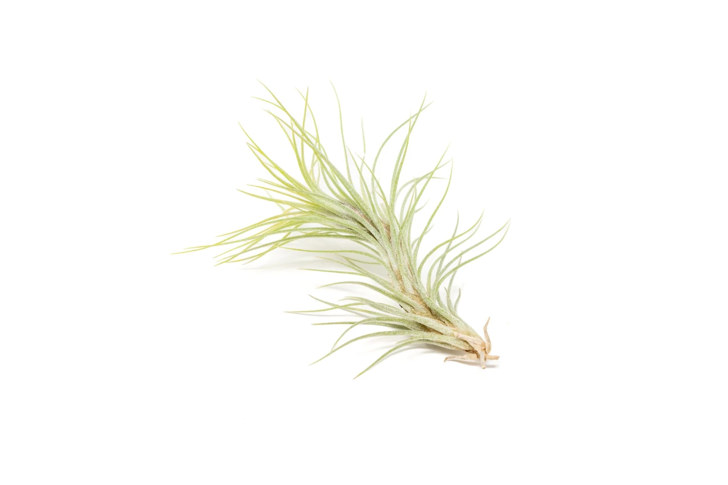 Color Enhanced - Tillandsia Funckiana Air Plants - Image 18