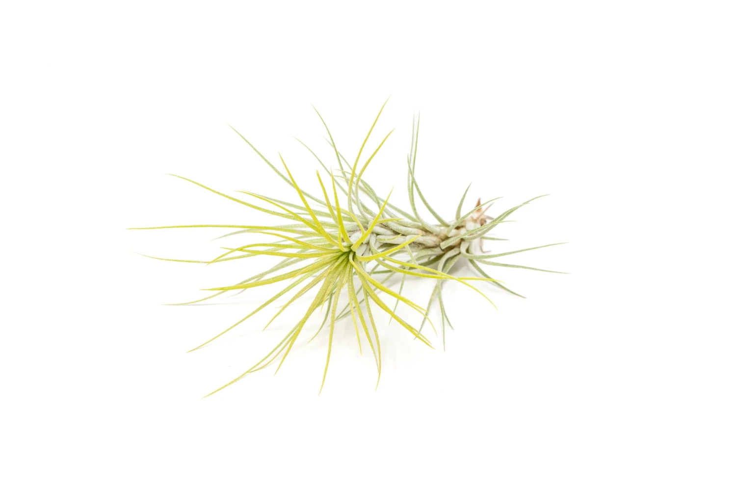 Bright Green Enhanced Tillandsia Air Plants - Colorful Air Plants 13 Bright Green Enhanced Tillandsia Air Plants - Colorful Air Plants - Image 13