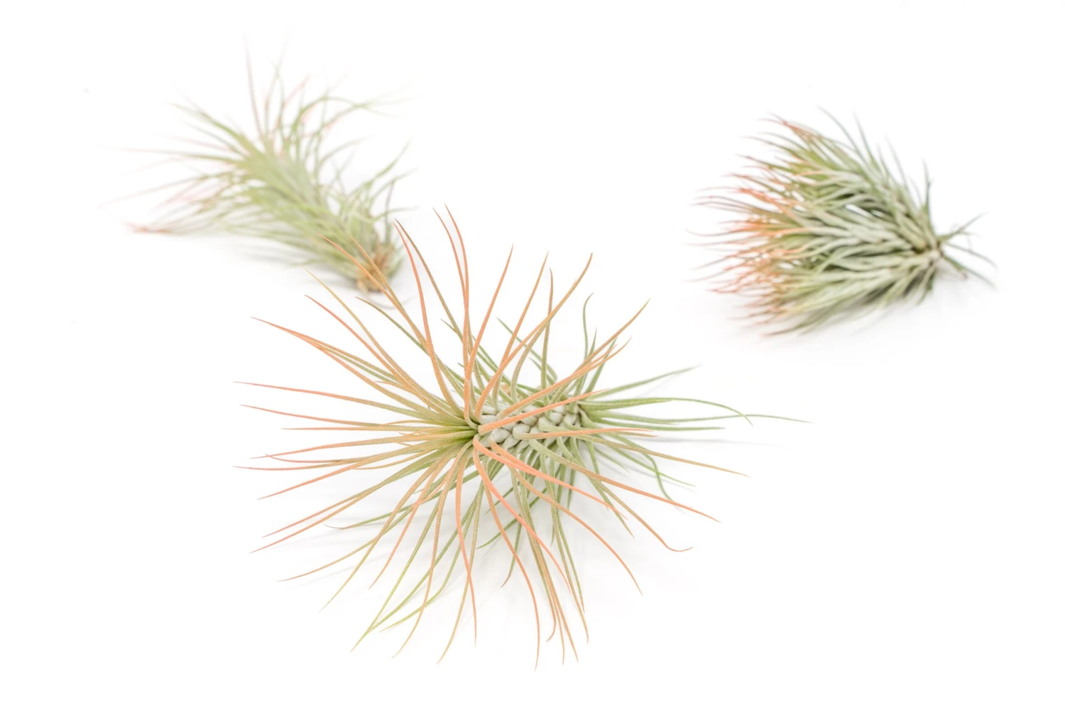 Coral Enhanced Tillandsia Air Plants - Colorful Air Plants - Image 6