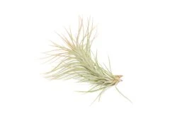 Coral Enhanced Tillandsia Air Plants - Colorful Air Plants -Air Plant Supply Store Enhanced Colored Tillandsia Air Plant Funckiana Coral 2