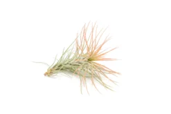 Color Enhanced - Tillandsia Funckiana Air Plants -Air Plant Supply Store Enhanced Colored Tillandsia Air Plant Funckiana Coral 3 1 scaled