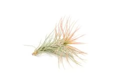 Coral Enhanced Tillandsia Air Plants - Colorful Air Plants -Air Plant Supply Store Enhanced Colored Tillandsia Air Plant Funckiana Coral 3