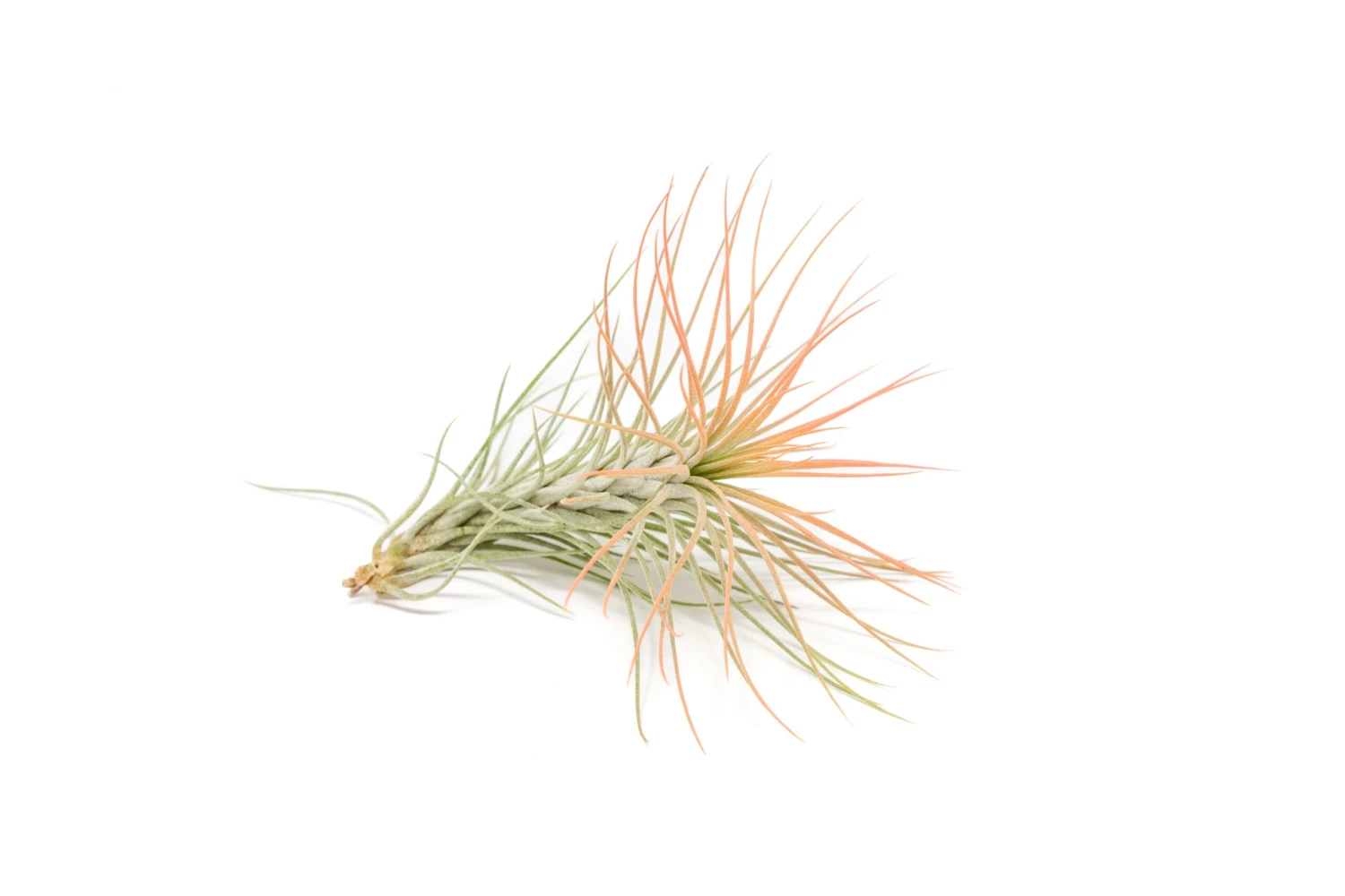 Coral Enhanced Tillandsia Air Plants - Colorful Air Plants - Image 4