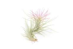 Color Enhanced - Tillandsia Funckiana Air Plants -Air Plant Supply Store Enhanced Colored Tillandsia Air Plant Funckiana Fuchsia 2 1 scaled