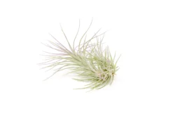 Lavender Enhanced Tillandsia Air Plants - Colorful Air Plants -Air Plant Supply Store Enhanced Colored Tillandsia Air Plant Funckiana Lavender 2 scaled
