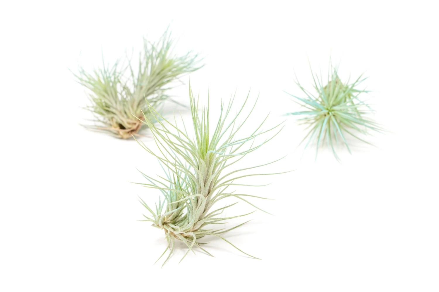 Light Blue Enhanced Tillandsia Air Plants - Colorful Air Plants - Image 16
