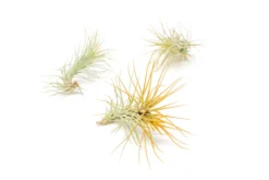 Color Enhanced - Tillandsia Funckiana Air Plants -Air Plant Supply Store Enhanced Colored Tillandsia Air Plant Funckiana Orange 1 1 scaled