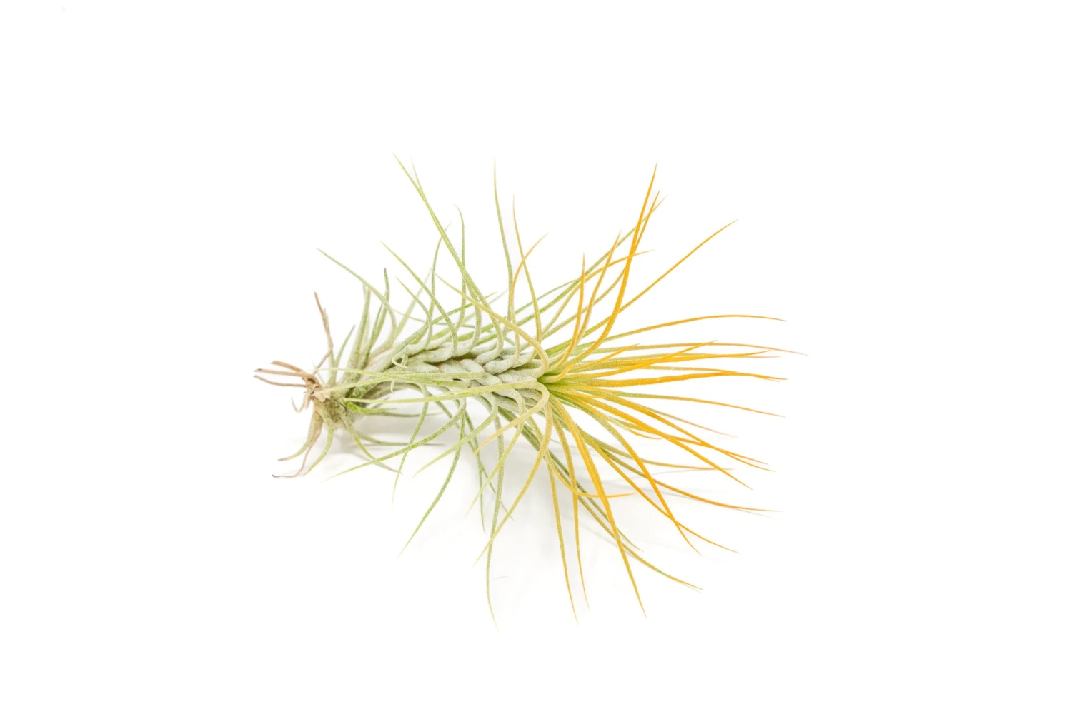 Color Enhanced - Tillandsia Funckiana Air Plants - Image 2