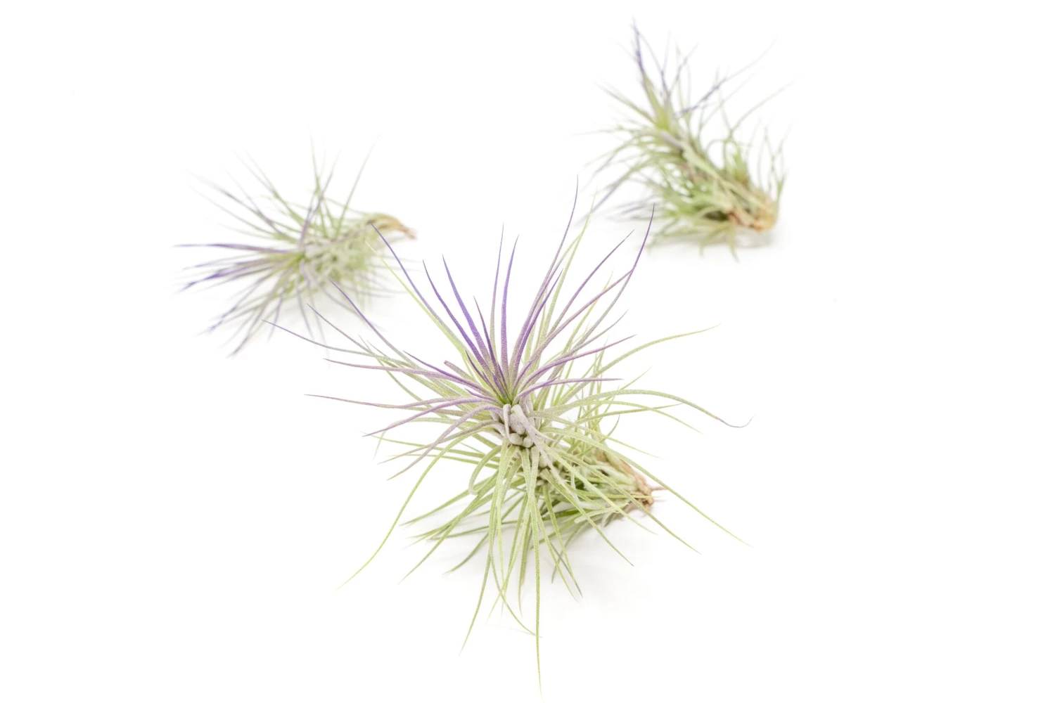 Purple Enhanced Tillandsia Air Plants - Colorful Air Plants - Image 16