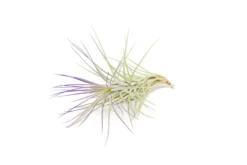 Color Enhanced - Tillandsia Funckiana Air Plants -Air Plant Supply Store Enhanced Colored Tillandsia Air Plant Funckiana Purple 2 1 scaled