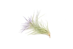 Color Enhanced - Tillandsia Funckiana Air Plants -Air Plant Supply Store Enhanced Colored Tillandsia Air Plant Funckiana Purple 3 1 scaled