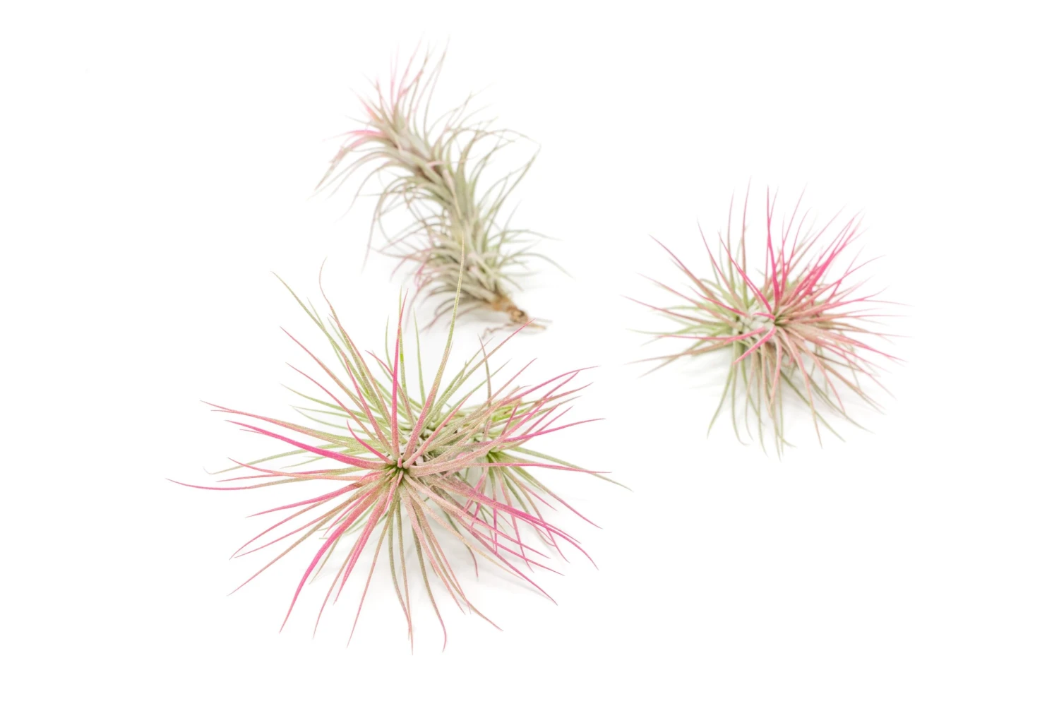 Color Enhanced - Tillandsia Funckiana Air Plants - Image 6