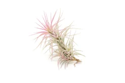 Color Enhanced - Tillandsia Funckiana Air Plants -Air Plant Supply Store Enhanced Colored Tillandsia Air Plant Funckiana Raspberry Pink 2 1 scaled