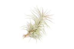 Raspberry Pink Enhanced Tillandsia Air Plants - Colorful Air Plants -Air Plant Supply Store Enhanced Colored Tillandsia Air Plant Funckiana Raspberry Pink 3 scaled