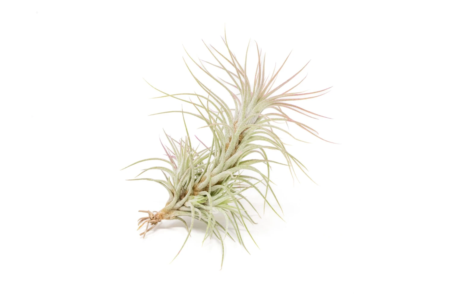 Raspberry Pink Enhanced Tillandsia Air Plants - Colorful Air Plants - Image 13