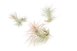 Red Enhanced Tillandsia Air Plants - Colorful Air Plants -Air Plant Supply Store Enhanced Colored Tillandsia Air Plant Funckiana Red 1