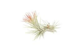 Red Enhanced Tillandsia Air Plants - Colorful Air Plants -Air Plant Supply Store Enhanced Colored Tillandsia Air Plant Funckiana Red 2
