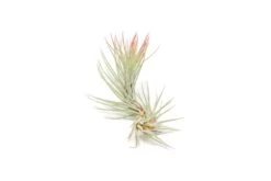 Red Enhanced Tillandsia Air Plants - Colorful Air Plants -Air Plant Supply Store Enhanced Colored Tillandsia Air Plant Funckiana Red 3